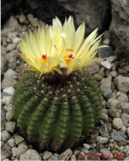 Notocactus cv.   